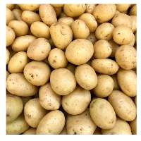 Potato