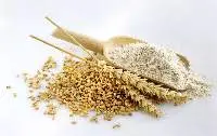 Wheat Flour, Fresh