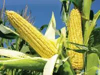 Maize , Yellow (Corn)