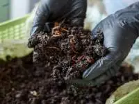 Vermicompost