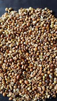 Robusta/Conilon Coffee