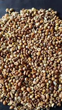 Robusta/Conilon Coffee