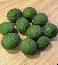 Avocado Hass