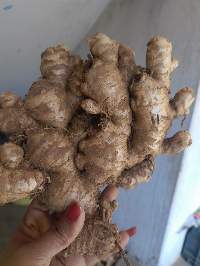 Fresh Ginger
