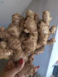 Fresh Ginger