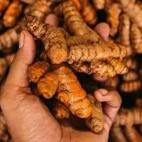 Fresh Turmeric