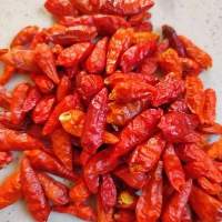 Chili Pepper