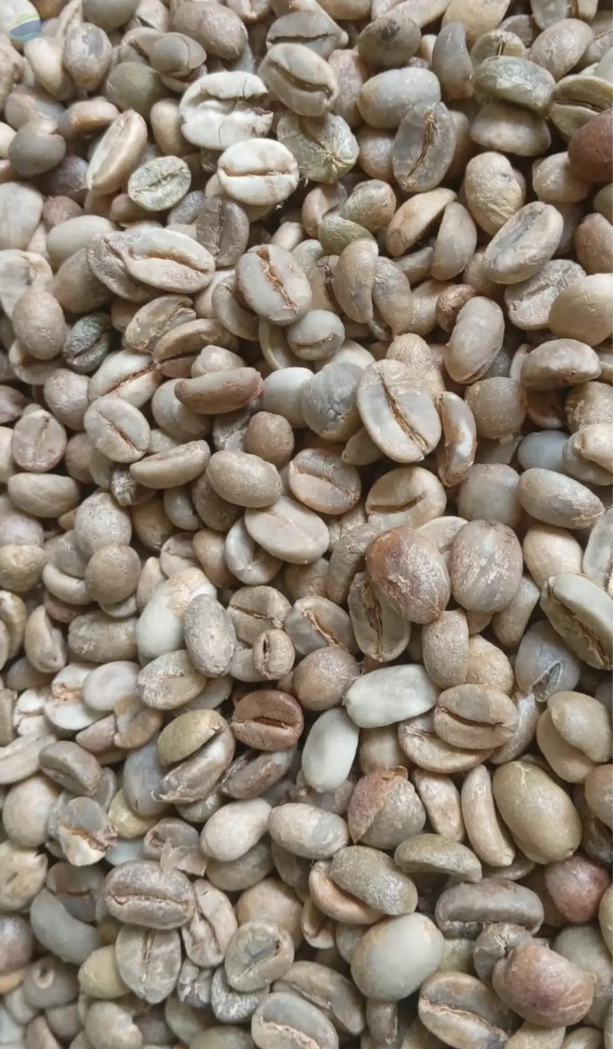 Finest Quality Arabica Coffee Beans