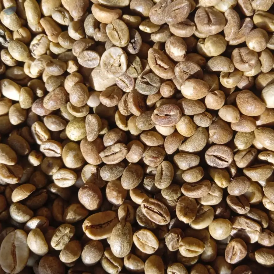 Finest Quality Robusta Coffee Beans Premium