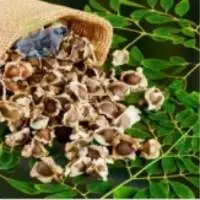 Moringa Seed Kernels (De-hulled)