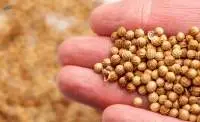 Coriander Eagle Grade (bold)