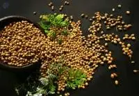 Coriander Seeds Badami (Small Round)