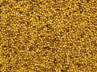 coriander seeds Splits / Dhal