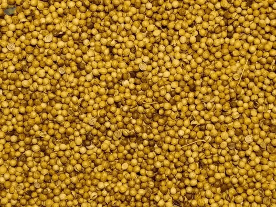 coriander seeds Splits / Dhal