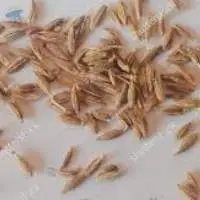 Cumin (Jeera)  Singapore Quality 1%