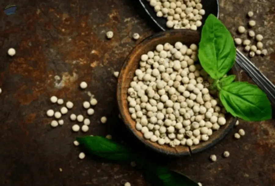 White Pepper