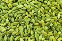 Cardamom Bold (8.5mm+)