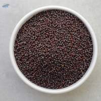 Black Mustard
