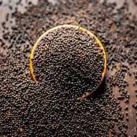 Black Mustard Sortex Clean