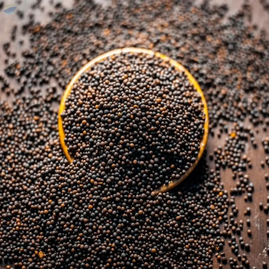 Black Mustard Sortex Clean