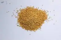 Yellow / White Mustard