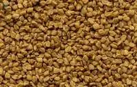 Fenugreek (methi)