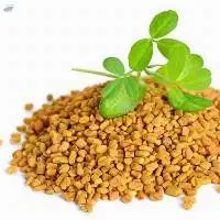 Fenugreek Sortex Clean Purity 99.5%