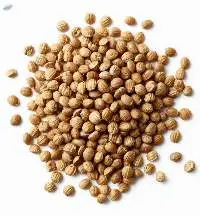 Coriander