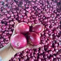 Onion