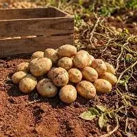 Potato
