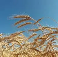 Wheat 12.5% P