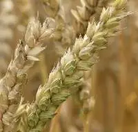 Wheat 11.5 % P