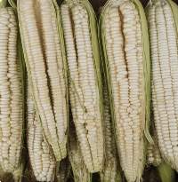 Yellow Corn Human Consumption