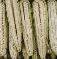 Yellow Corn Human Consumption