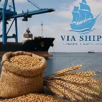 Wheat 12.5% P