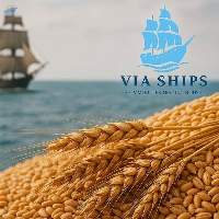 Wheat 11.5% P