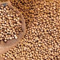 Soybean