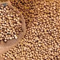 Soybean