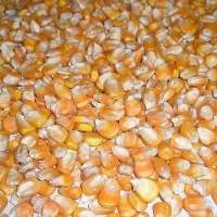 Yellow Corn US Grade 2 Animal Feed