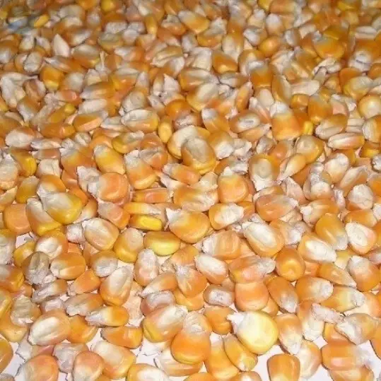 Yellow Corn US Grade 2 Animal Feed