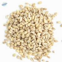 Barley