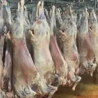 Merino/Dorper Mutton