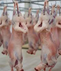 Blackhead Sheep Mutton/lamb
