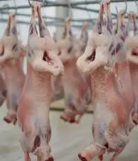 Blackhead Sheep Mutton/lamb