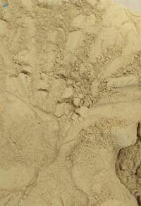 Clay Tuban