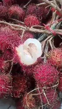 Rambutan