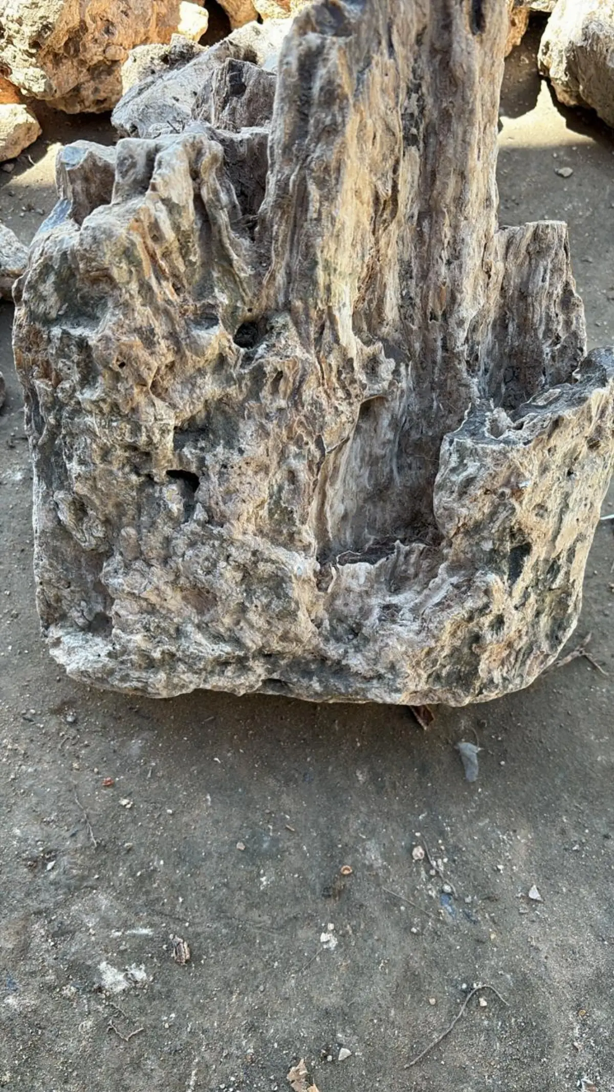 Gum Damar Gum Copal