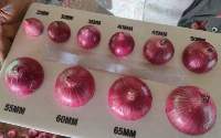 Red Onion