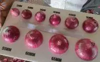Red Onion