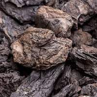Premium Export Grade Australian Brown Coal